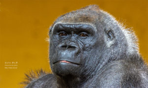 Una de las gorilas de Cabarceno